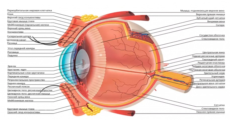 анатомия глаза.png